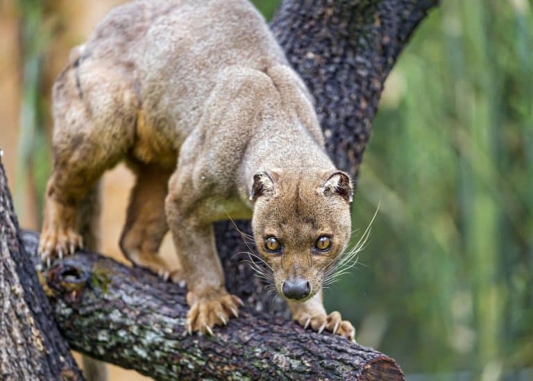 Madagascar : à la découverte de l&rsquo;étonnant fossa