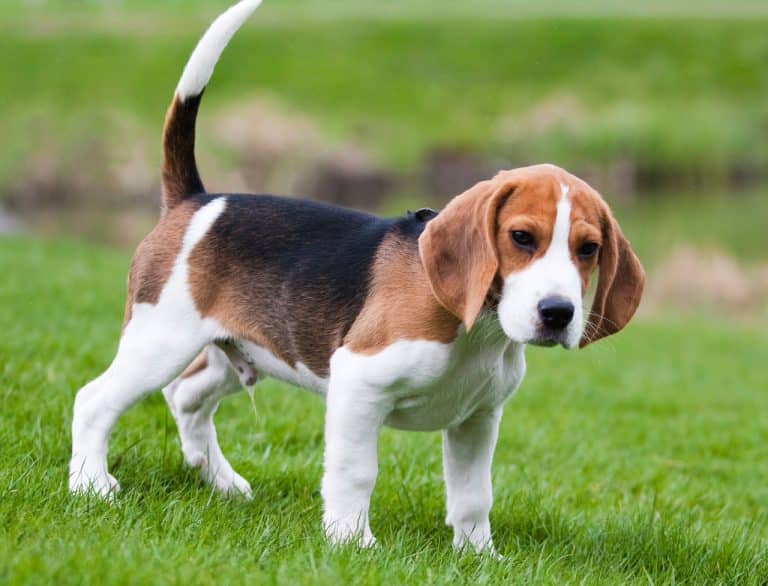 Les jouets préférés des Beagles
