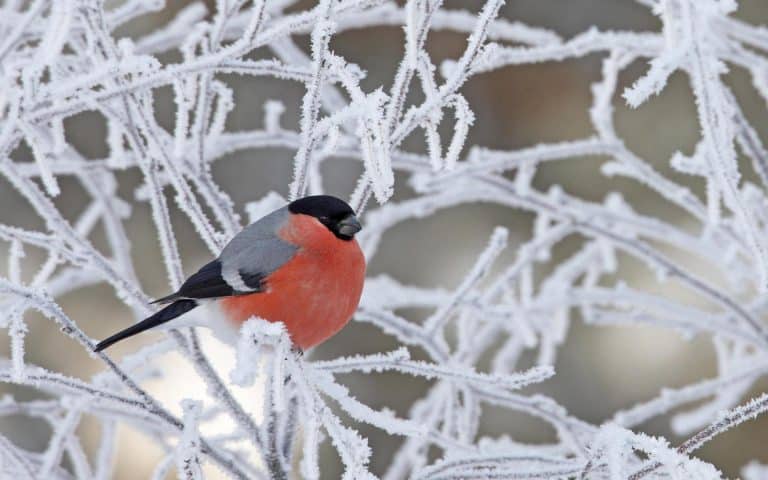 Nourrir plus facilement les oiseaux en hiver
