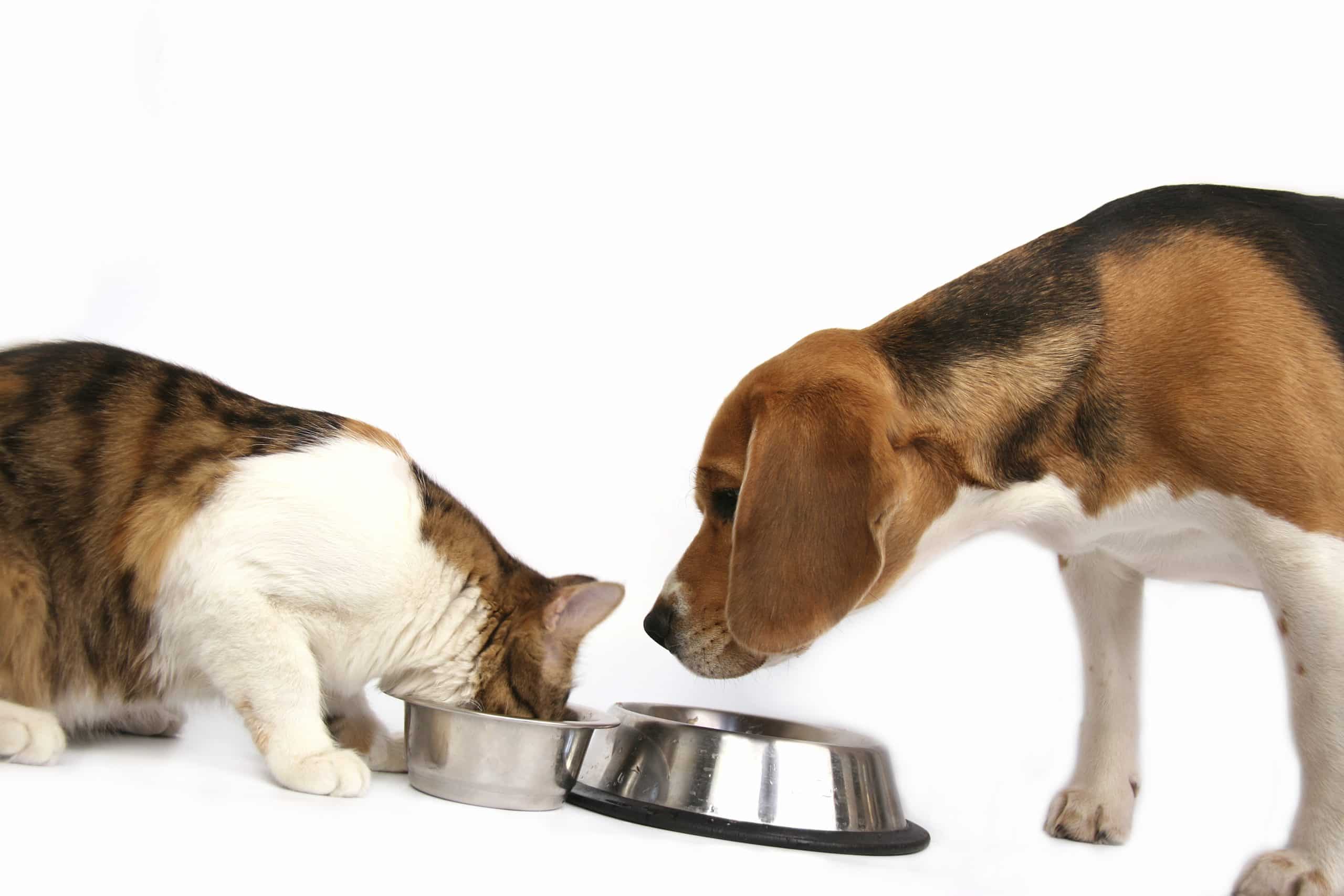 Faites passer votre chien et chat au bio avec Yarrah