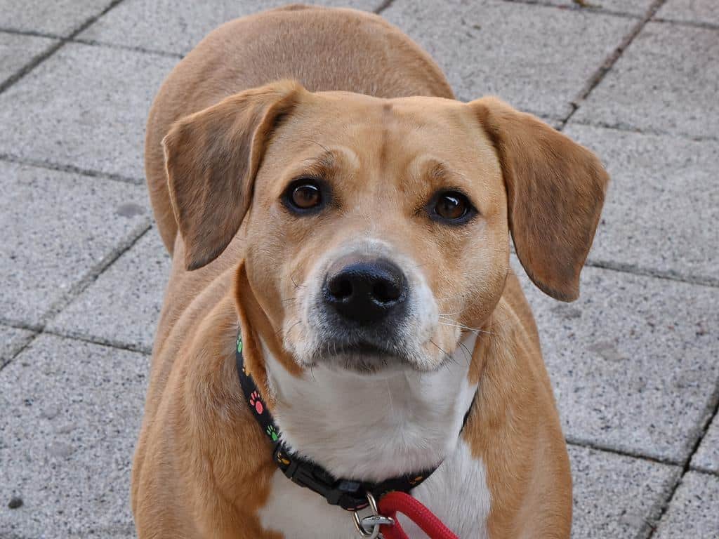 Le meilleur de la nourriture pour chien : quels aliments choisir ?