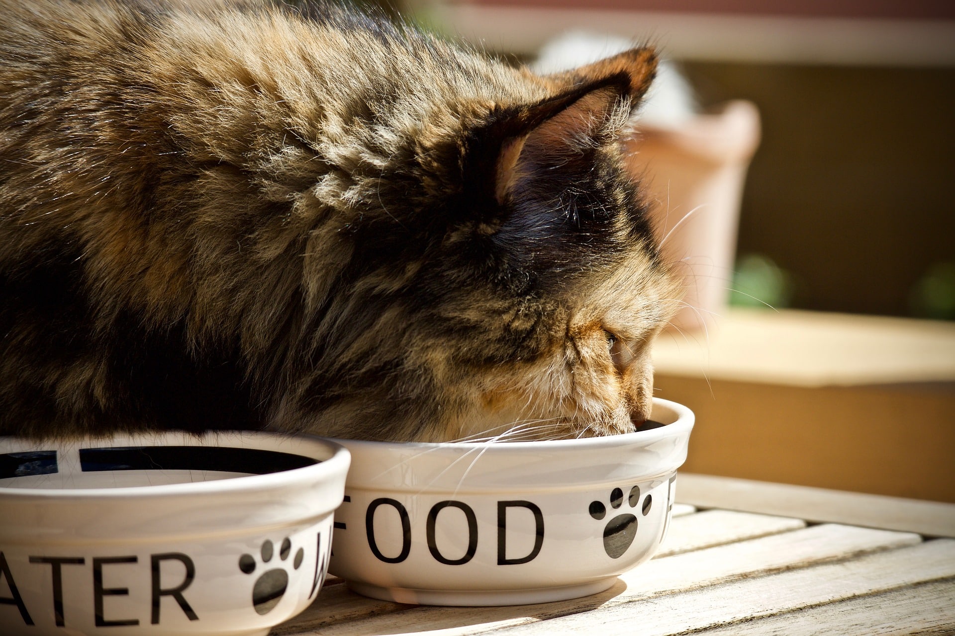 Quelques conseils pour choisir les bonnes croquettes pour votre chat