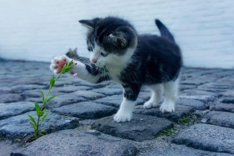 Protéger votre chaton contre les parasites