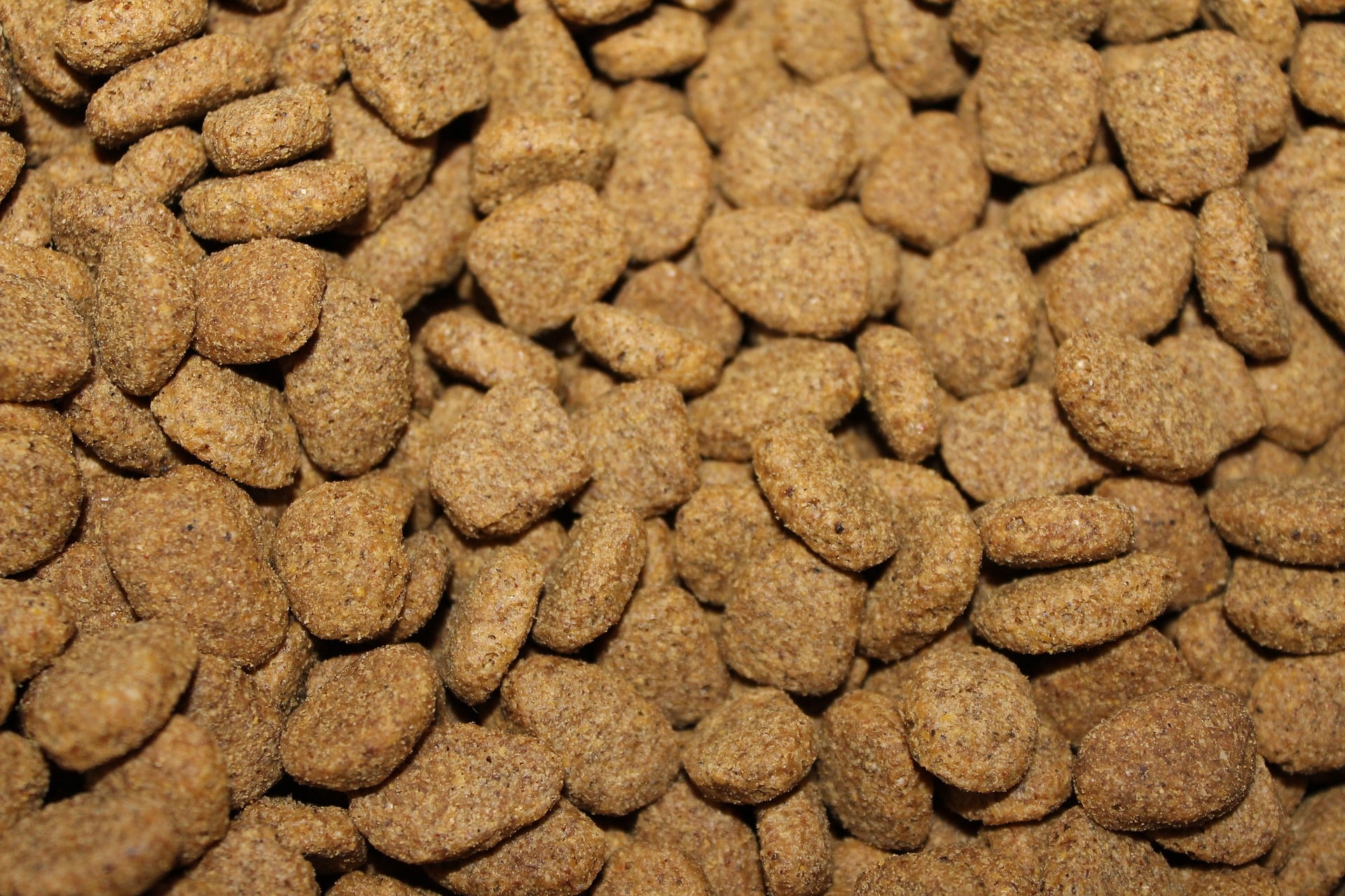 Quelques conseils pour choisir les meilleurs aliments pour chien