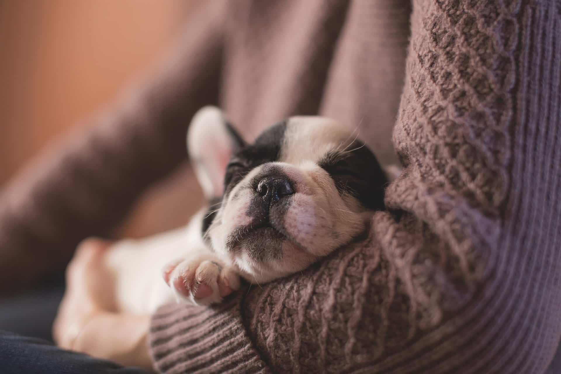 Faut-il prendre une mutuelle pour chien ?