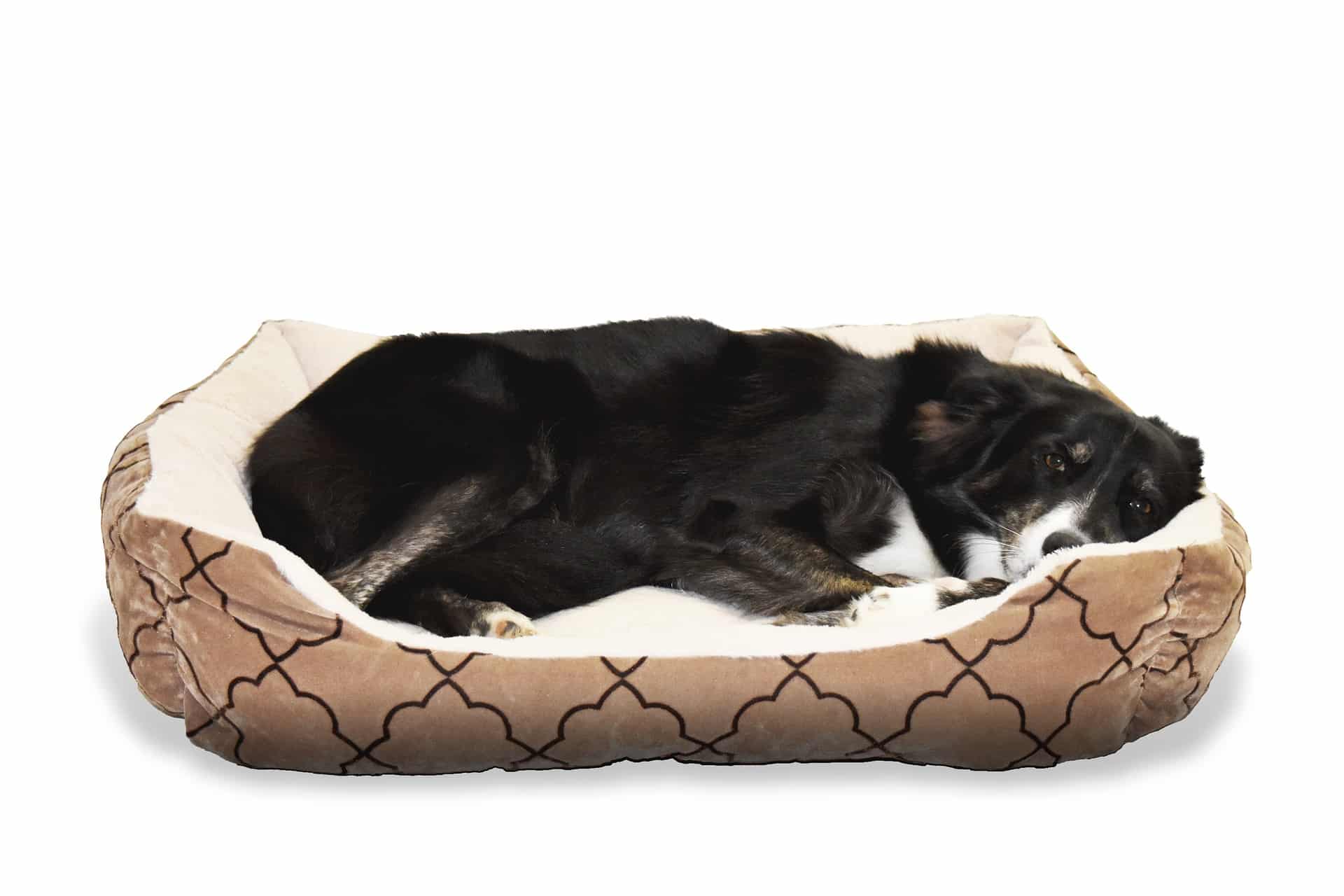 Quelques conseils pour bien choisir le couchage pour son chien