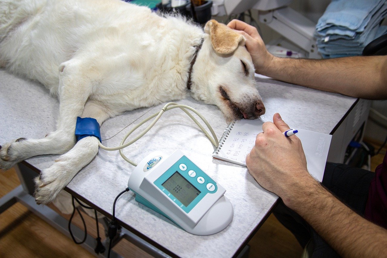 Que faire lors d’une crise d&rsquo;épilepsie chez le chien ?
