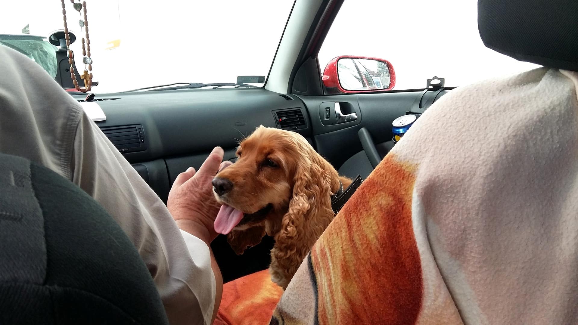 Comment voyager en toute sécurité avec son chien dans une voiture ?
