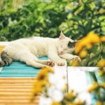 Les chats se lèchent les pattes : cela peut-il le rendre accro