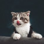 Les raisons pour lesquelles votre chat déroule du papier toilette