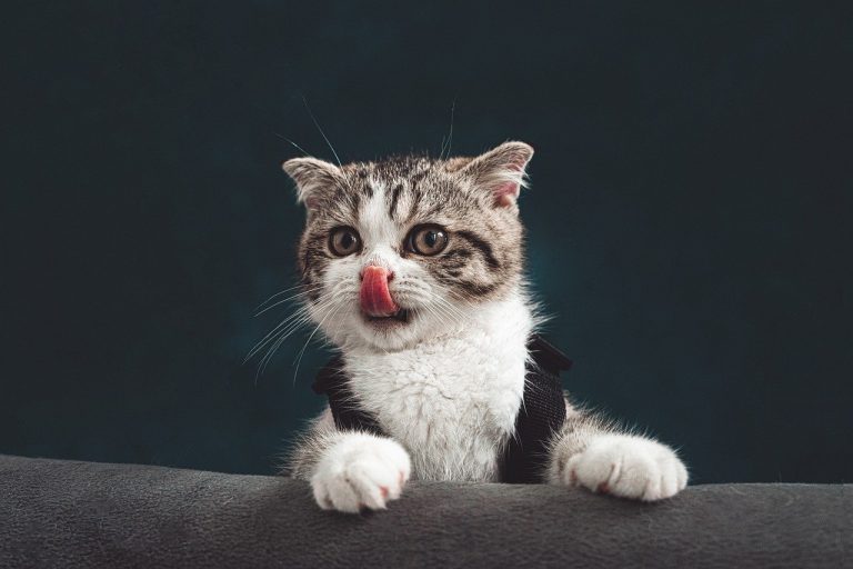 Les raisons pour lesquelles votre chat déroule du papier toilette