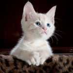 Qu’est-ce qu’un chat Munchkin ?