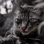 Les chats ont peur des concombres