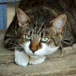 Le pain de chat : qu’est-ce que c’est ?