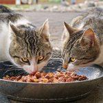 Les choses à savoir sur la nourriture pour chats