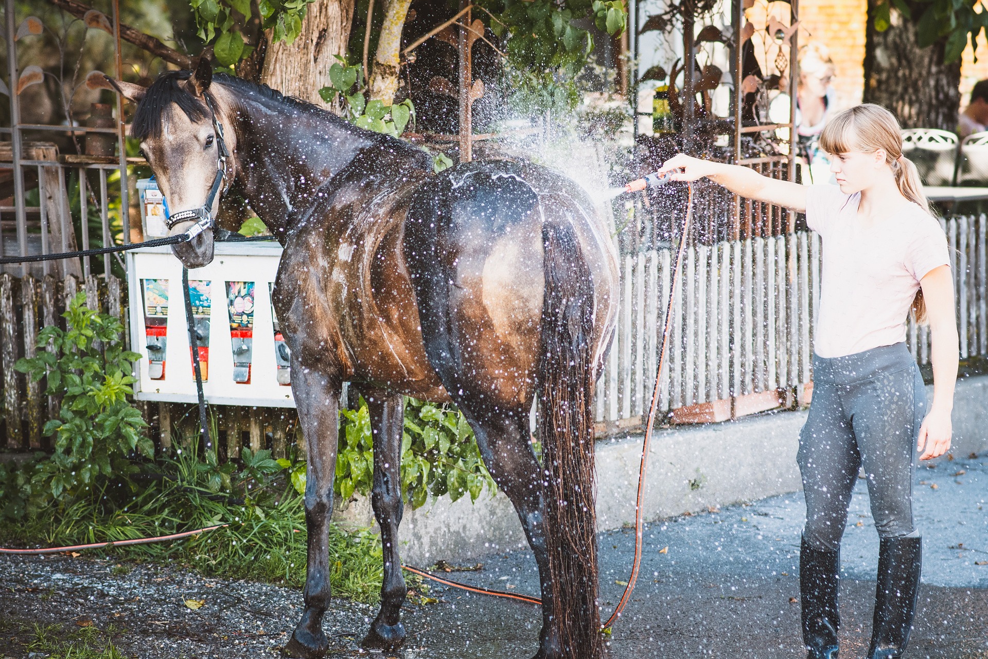 Produits de soins essentiels pour les chevaux