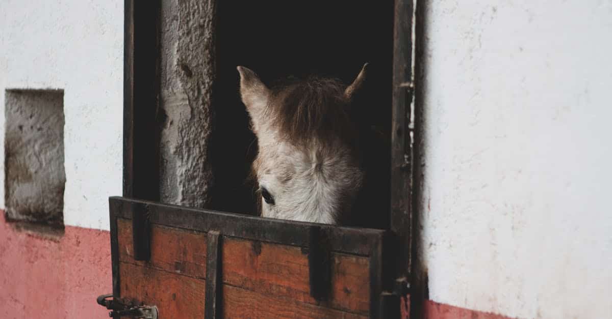 découvrez les refuges pour animaux et les associations de protection animale près de chez vous grâce à notre guide sur les animal shelters.