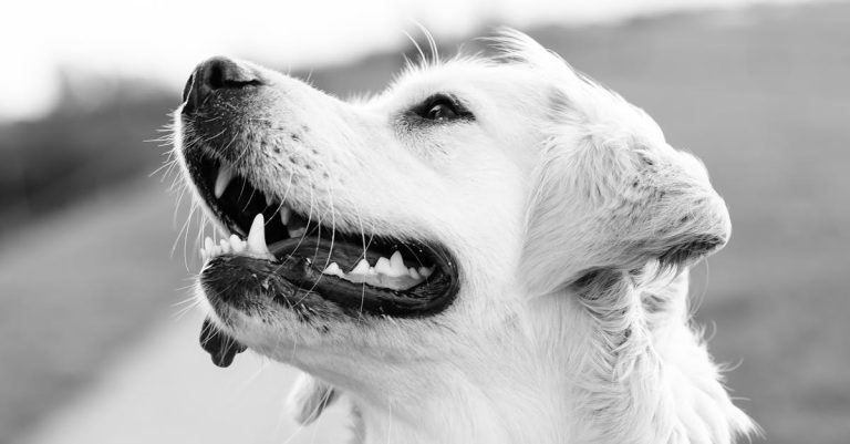 Pourquoi adopter un compagnon à quatre pattes ?