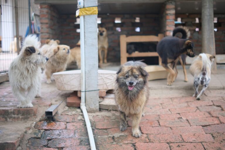 Pourquoi adopter un animal de refuge ?