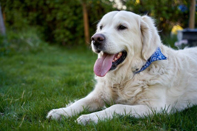 Comment assurer une bonne éducation à son animal de compagnie ?