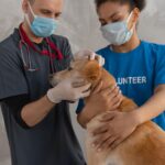 Comment assurer la sécurité de son animal ?