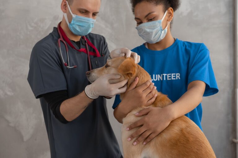 Comment assurer la sécurité de son animal ?