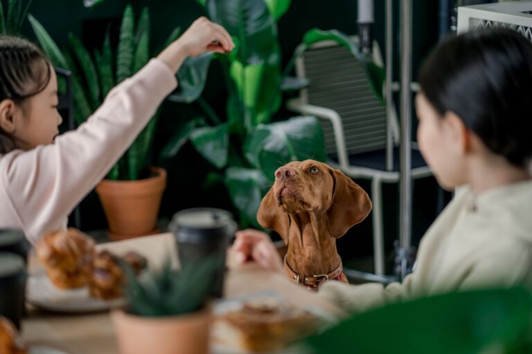Comment choisir une alimentation adaptée à son animal ?