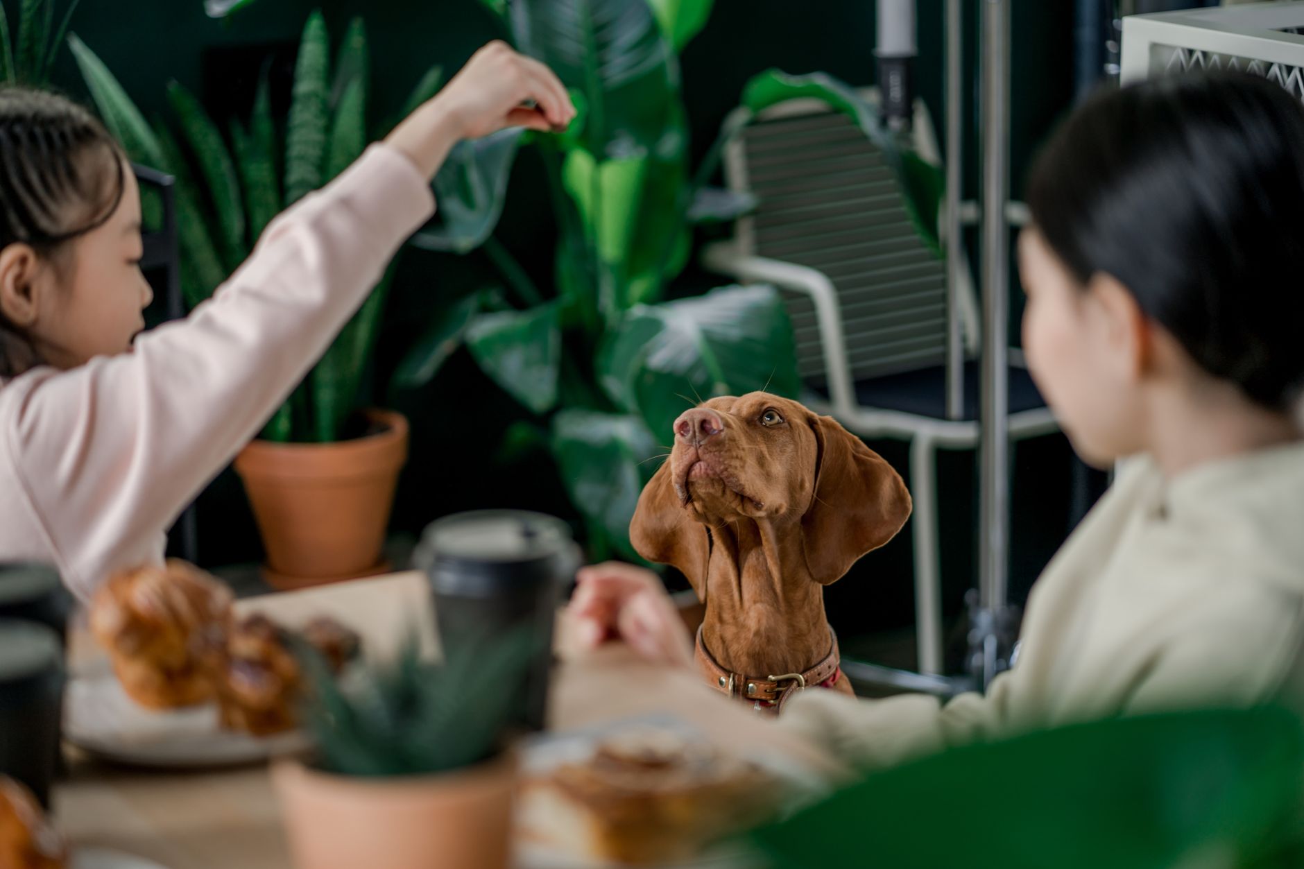 Comment choisir une alimentation adaptée à son animal ?