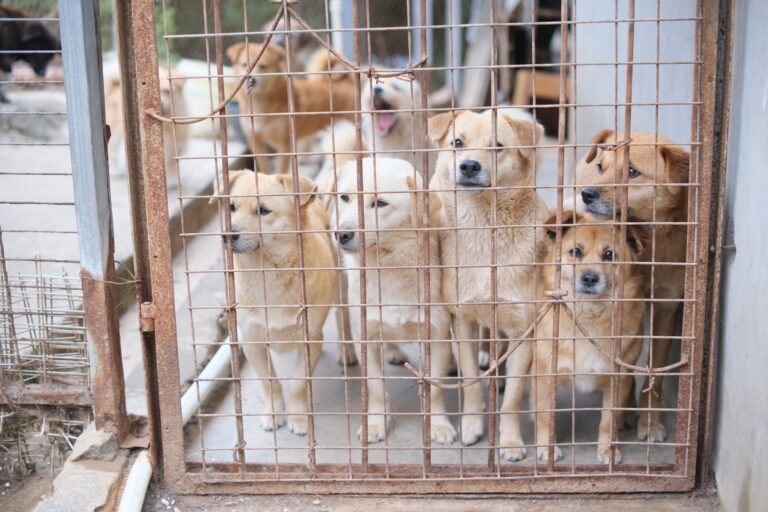 Pourquoi adopter des animaux malades est-il bénéfique ?