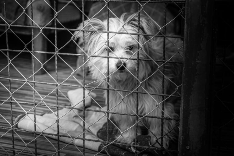 Pourquoi est-il important d&rsquo;adopter des animaux handicapés ?