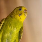 Comment prendre soin de nos compagnons à plumes et à écailles ?