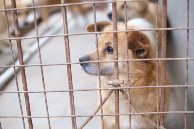 Comment soutenir les refuges pour animaux abandonnés ?