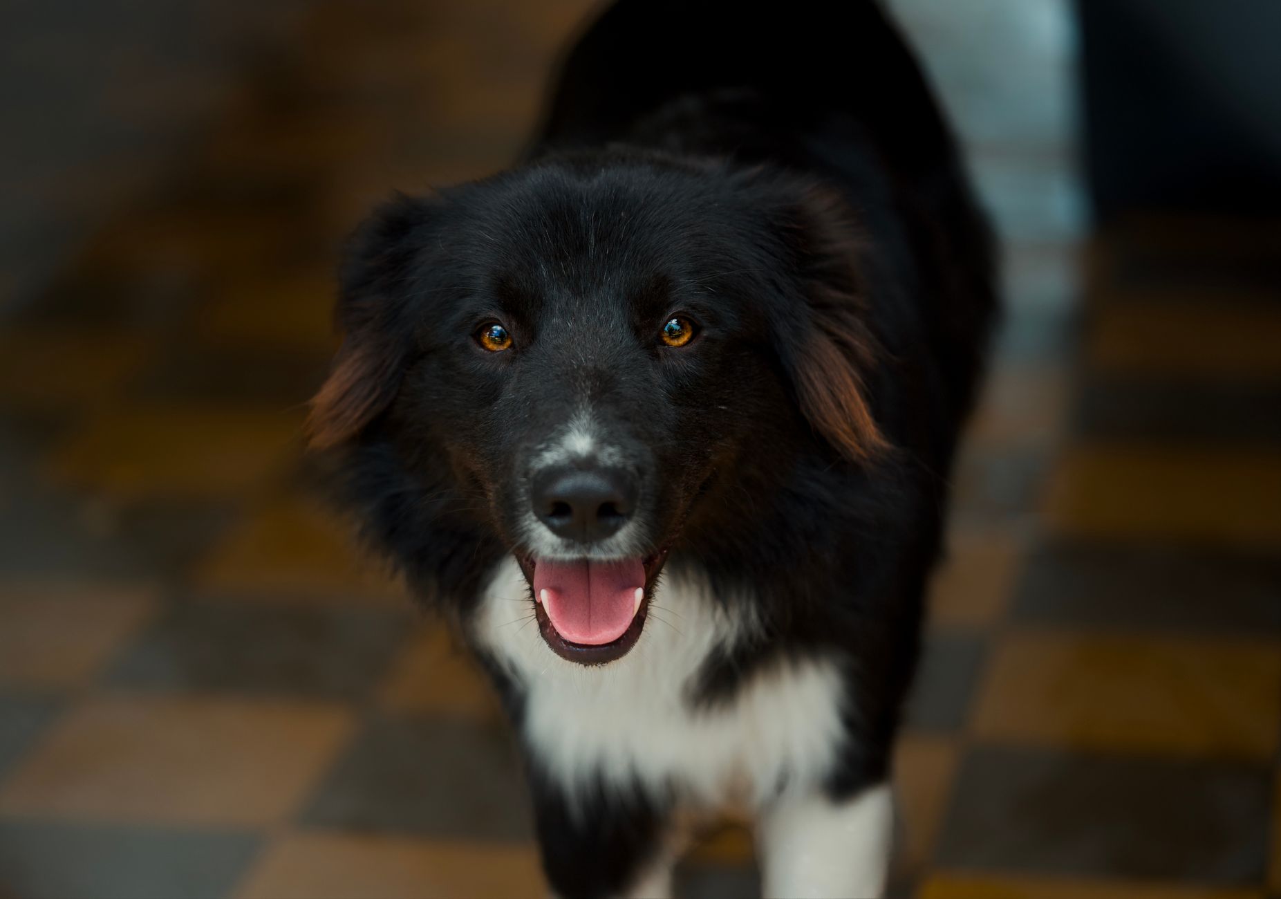 Adopter un animal de compagnie : est-ce vraiment une décision à prendre à la légère ?