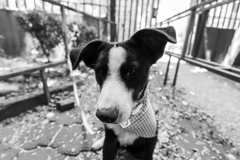 Qu&rsquo;est-ce que l&rsquo;engagement en faveur de l&rsquo;adoption responsable ?