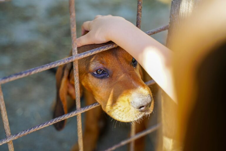 Comment accueillir un nouvel animal avec affection ?