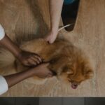 Comment assurer une bonne hygiène pour son animal de compagnie ?
