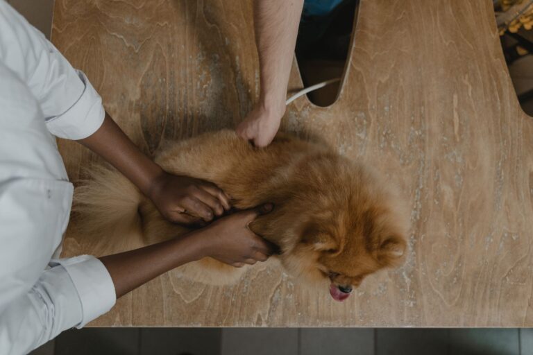 Comment assurer une bonne hygiène pour son animal de compagnie ?