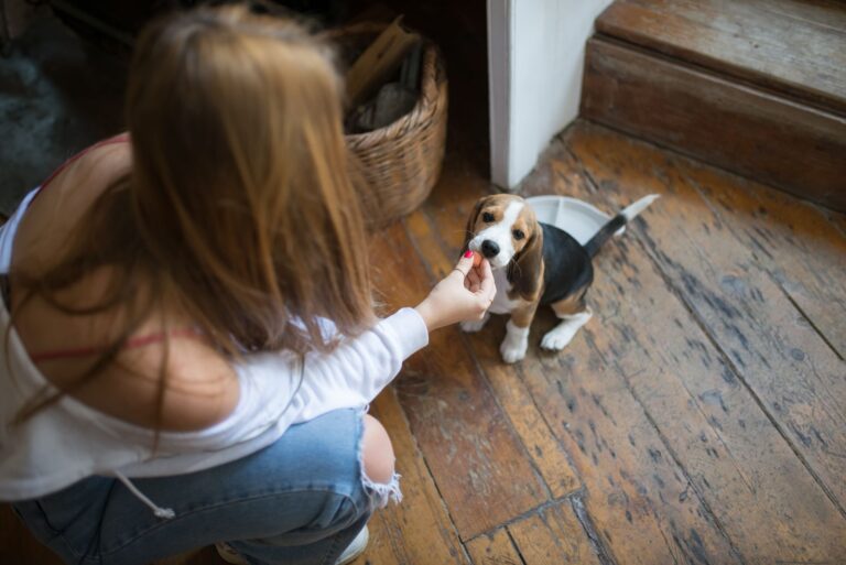 Comment assurer le bonheur de son nouvel animal de compagnie ?