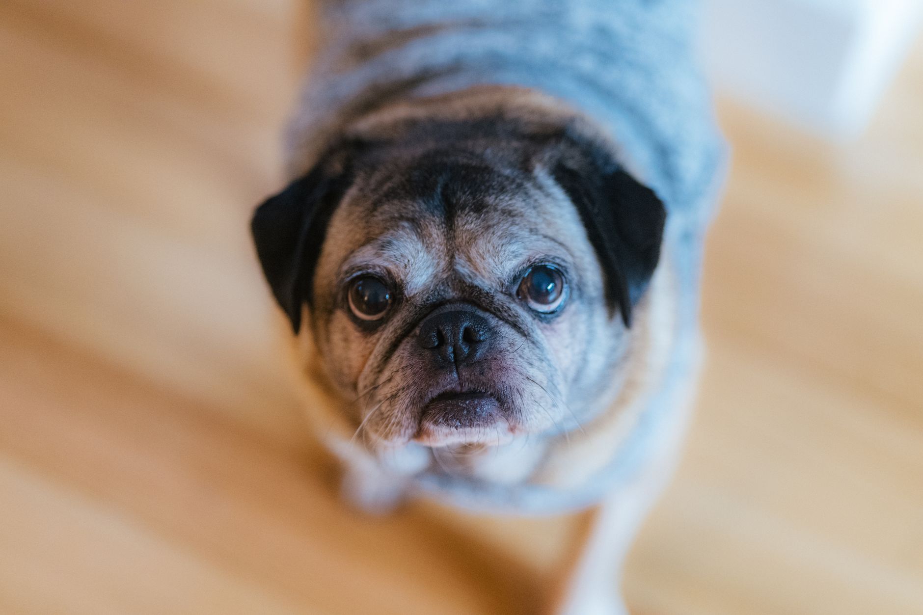 Pourquoi adopter des animaux âgés est-il si important ?
