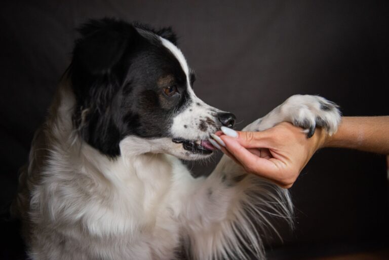 Comment créer une complicité authentique avec son animal ?