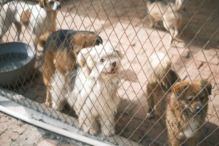 Pourquoi adopter des animaux en convalescence ?