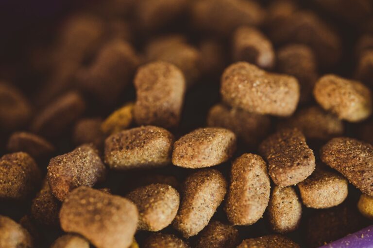 Comment assurer une nutrition équilibrée pour son animal de compagnie ?