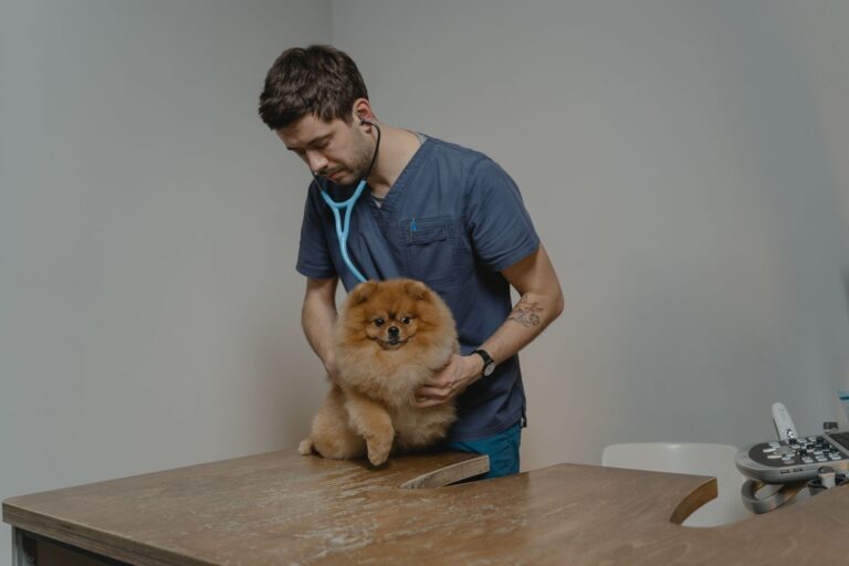 Comment garantir le bien-être de son animal de compagnie ?