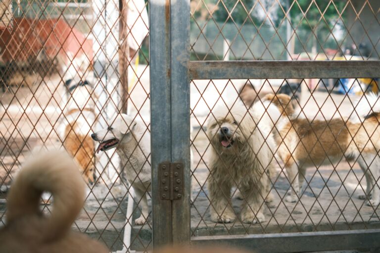 Comment soutenir les refuges pour animaux maltraités ?