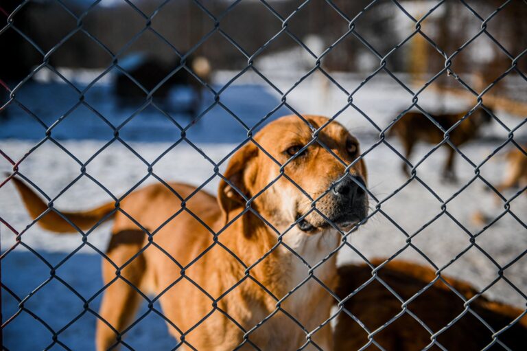 Adopter un animal de compagnie : comment réfléchir attentivement ?