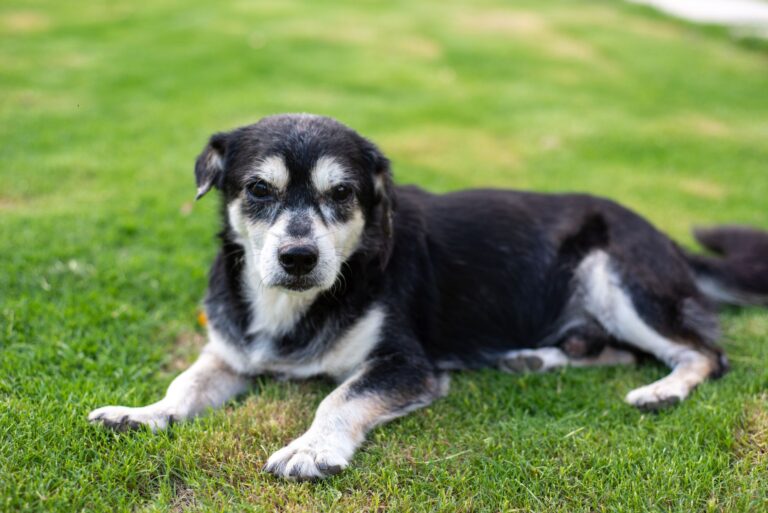 Comment offrir un foyer chaleureux à un animal en détresse ?