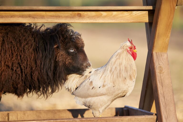Comment prendre soin de nos amis à poils et à plumes ?