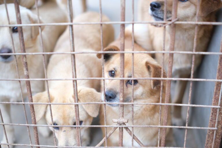 Pourquoi adopter des animaux abandonnés ?