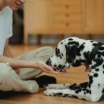 Quels conseils pour une alimentation adaptée à votre nouvel animal ?