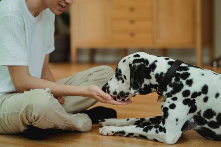 Quels conseils pour une alimentation adaptée à votre nouvel animal ?